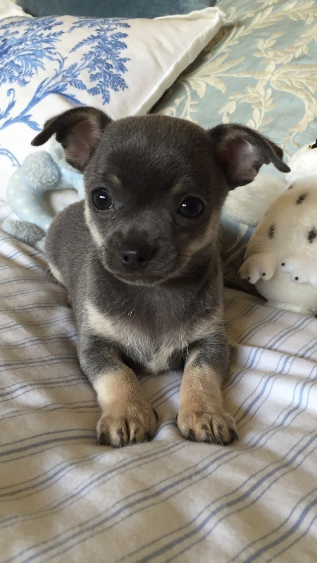 Kc Registered Chihuahua Puppies for sale