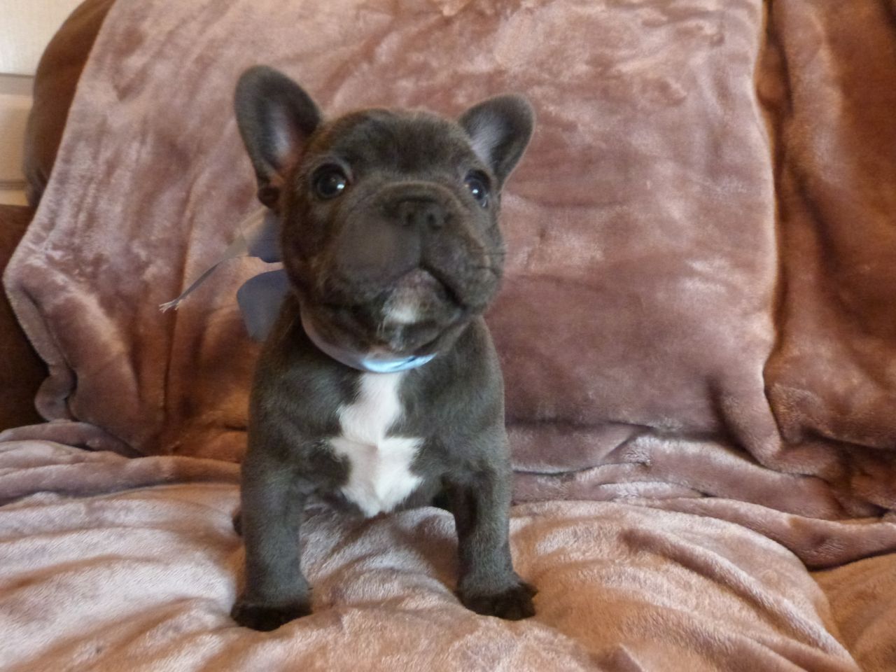 ++STUNNING FRENCH BULLDOG PUPPIES FOR SALE++