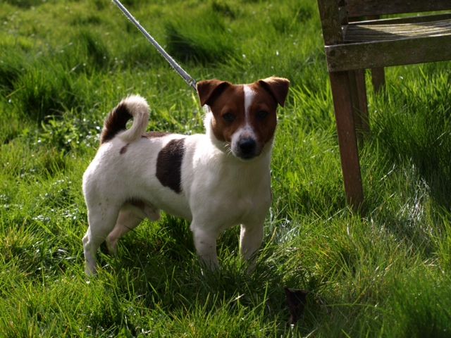 Handsome Small Jack Russell