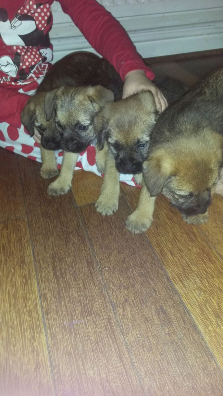 Adorable Border Terrier Puppies for your family this x mass