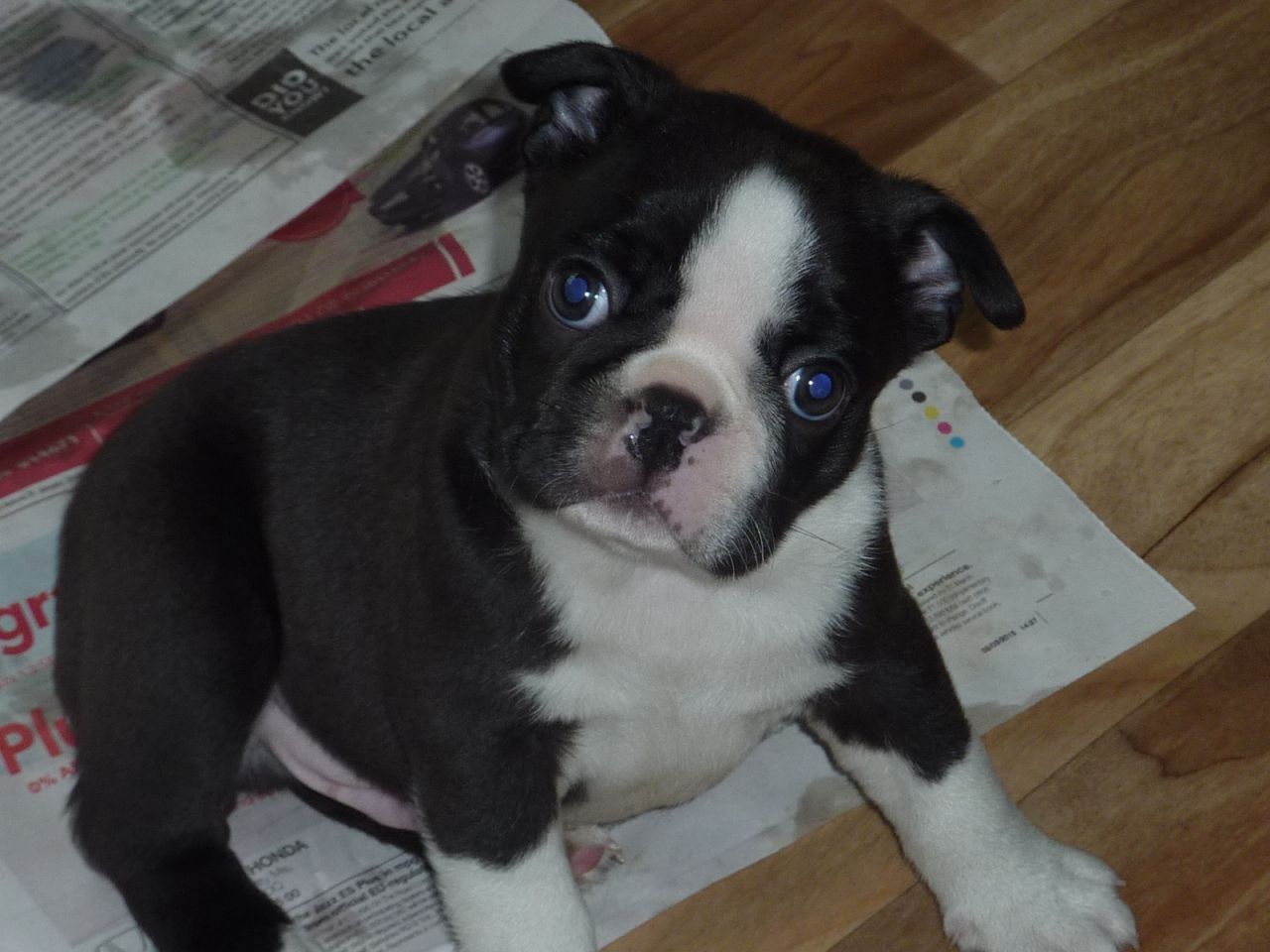 Boston Terrier Puppies for x mass