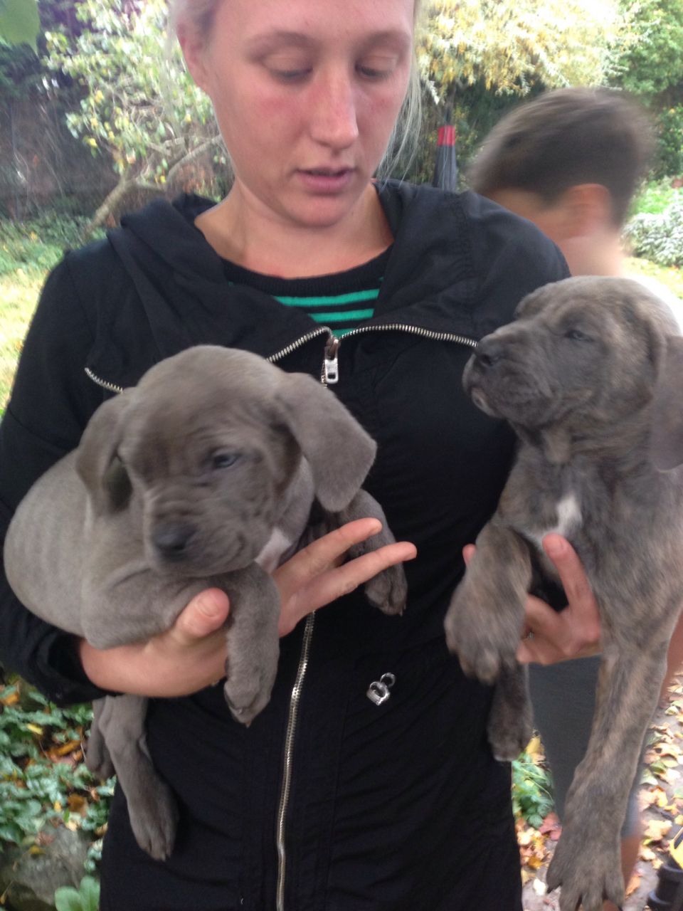 Stunning Litter Of Cane Corso Puppies For Sale