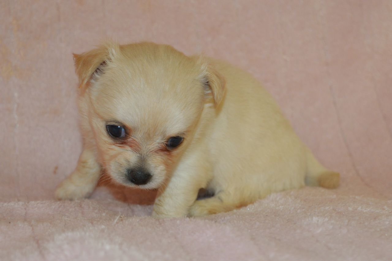 Gorgeous Pedigree Long Haired Female Chihuahua