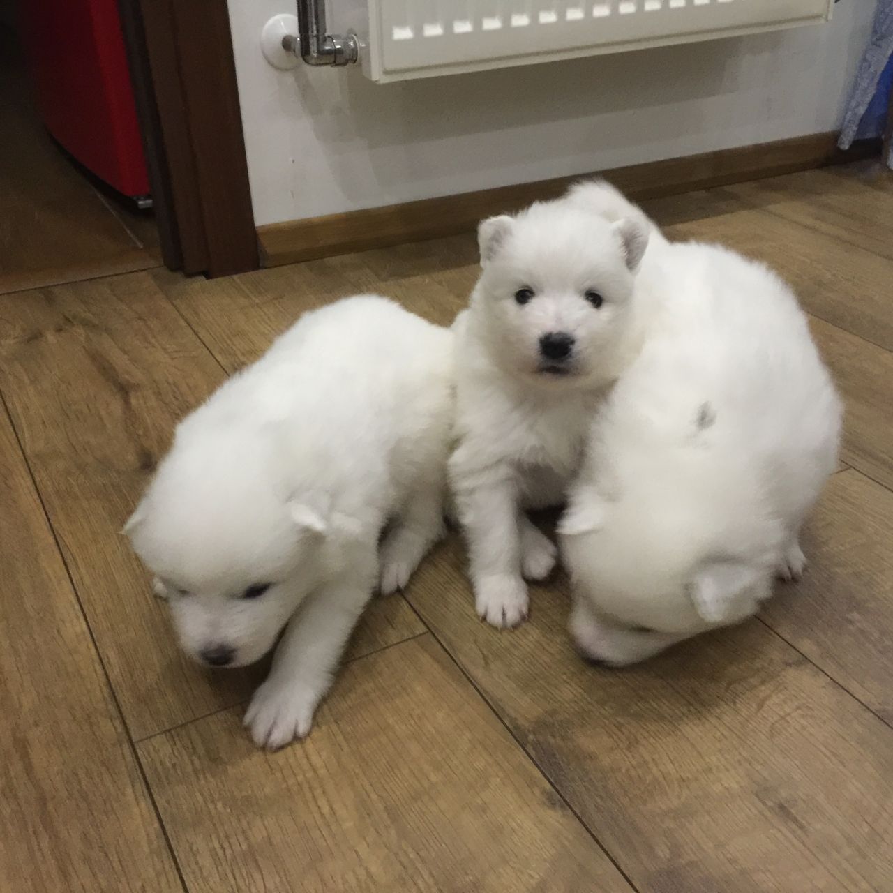 Samoyed Puppies For Sale - Kc Registered   