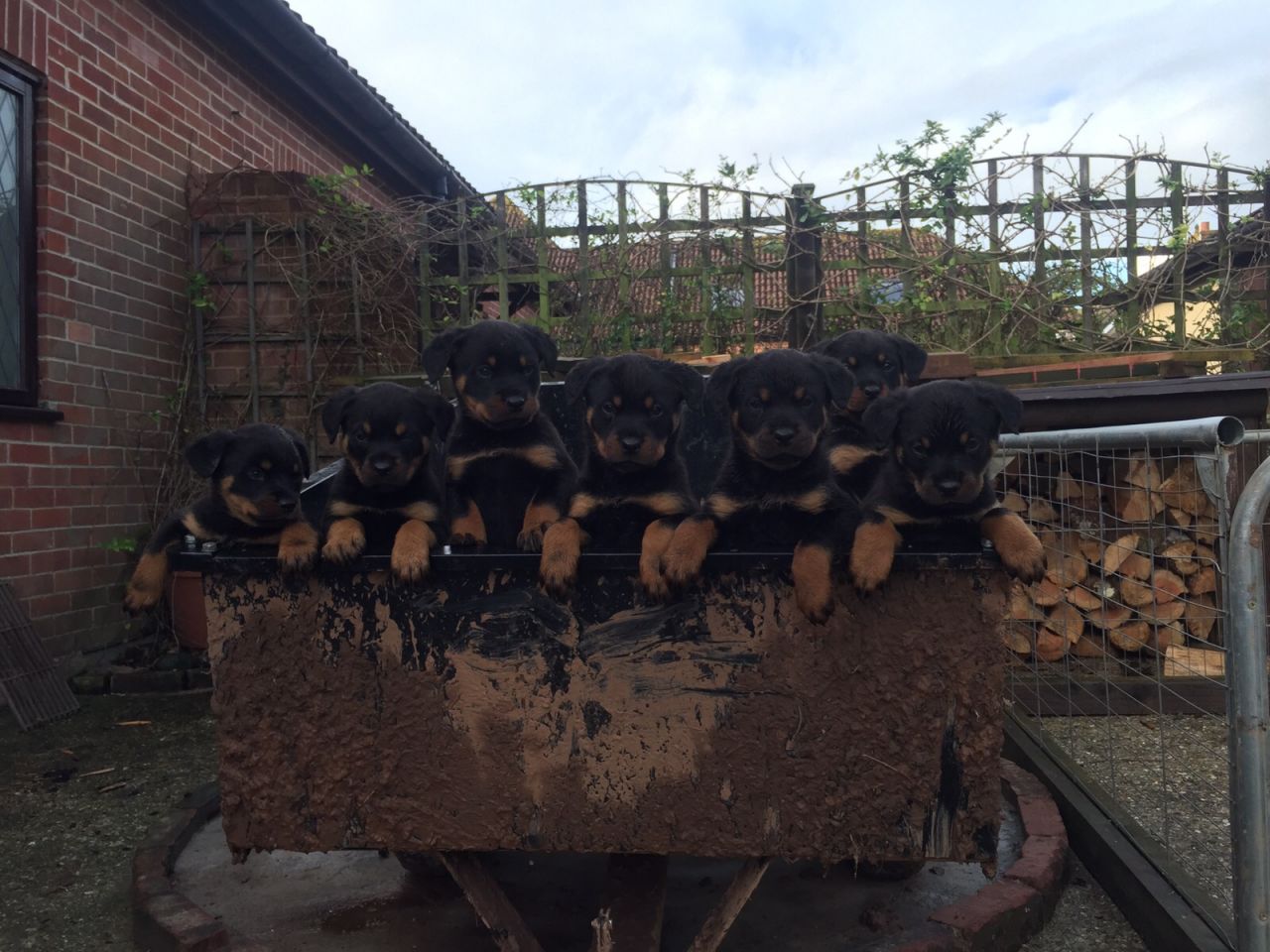 8 Gorgeous Chunky Rottweiler Puppies Ready Now.