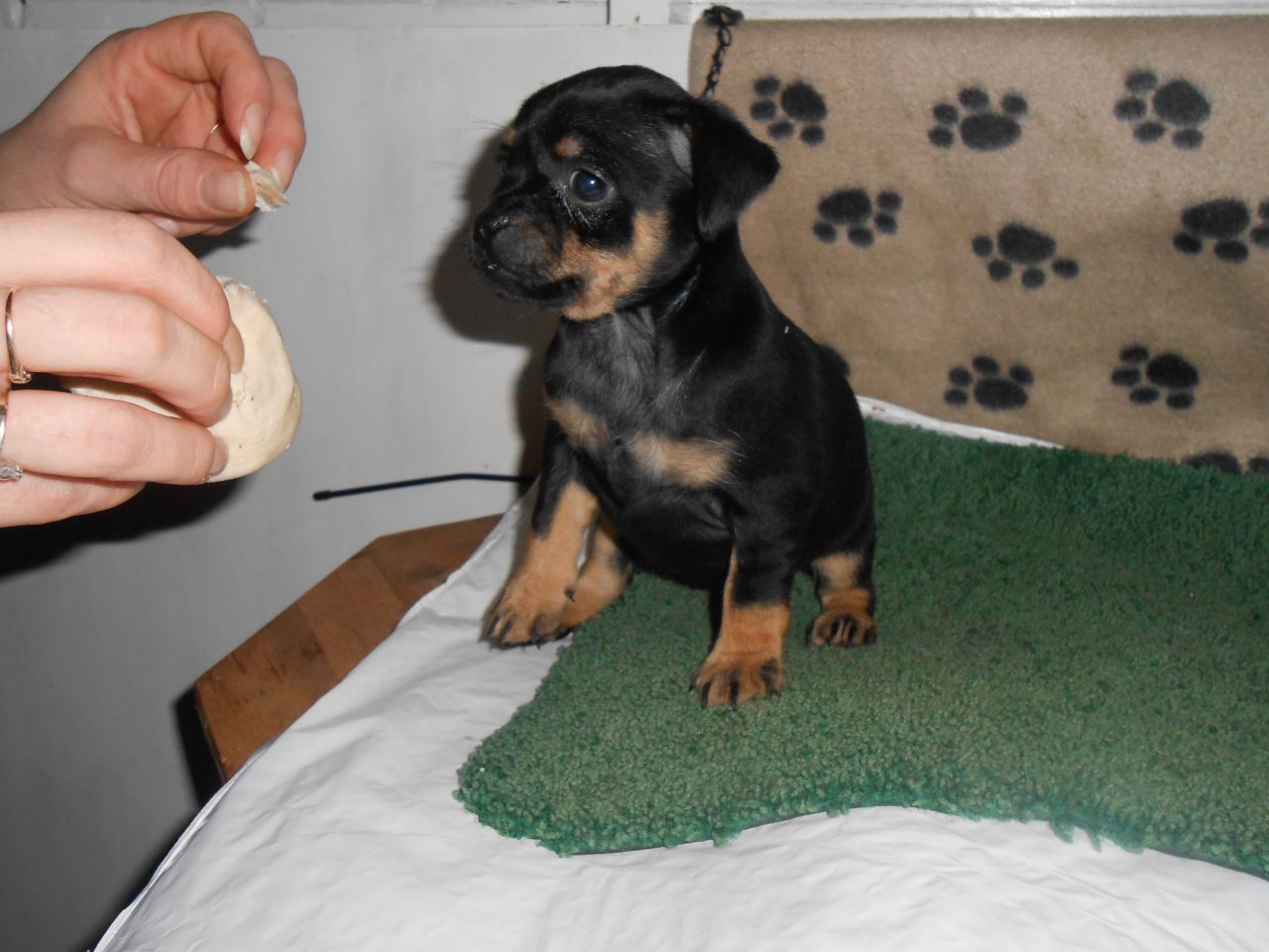 Carlin Pinscher Puppies Available
