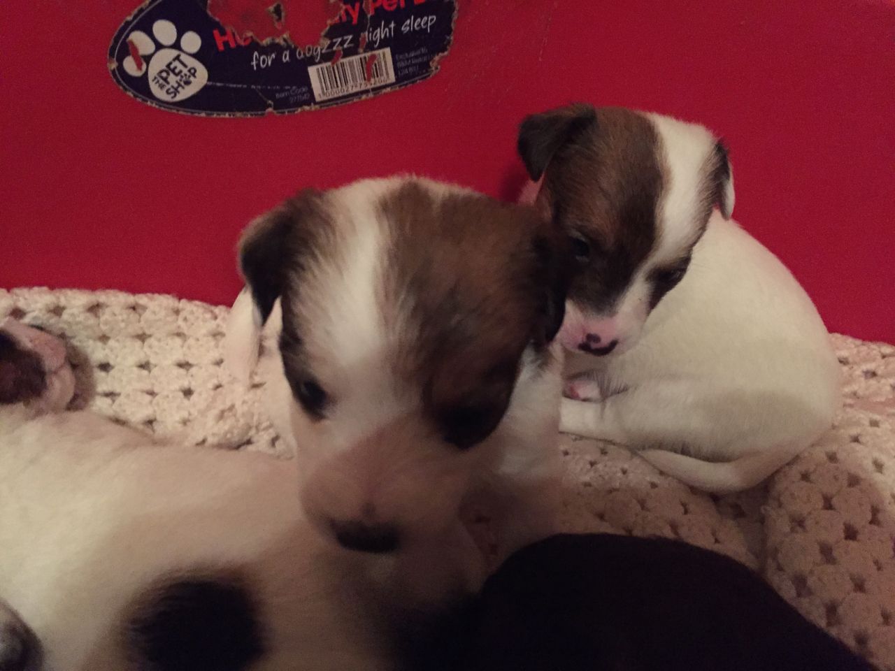Beautiful Jack Russell Puppies..