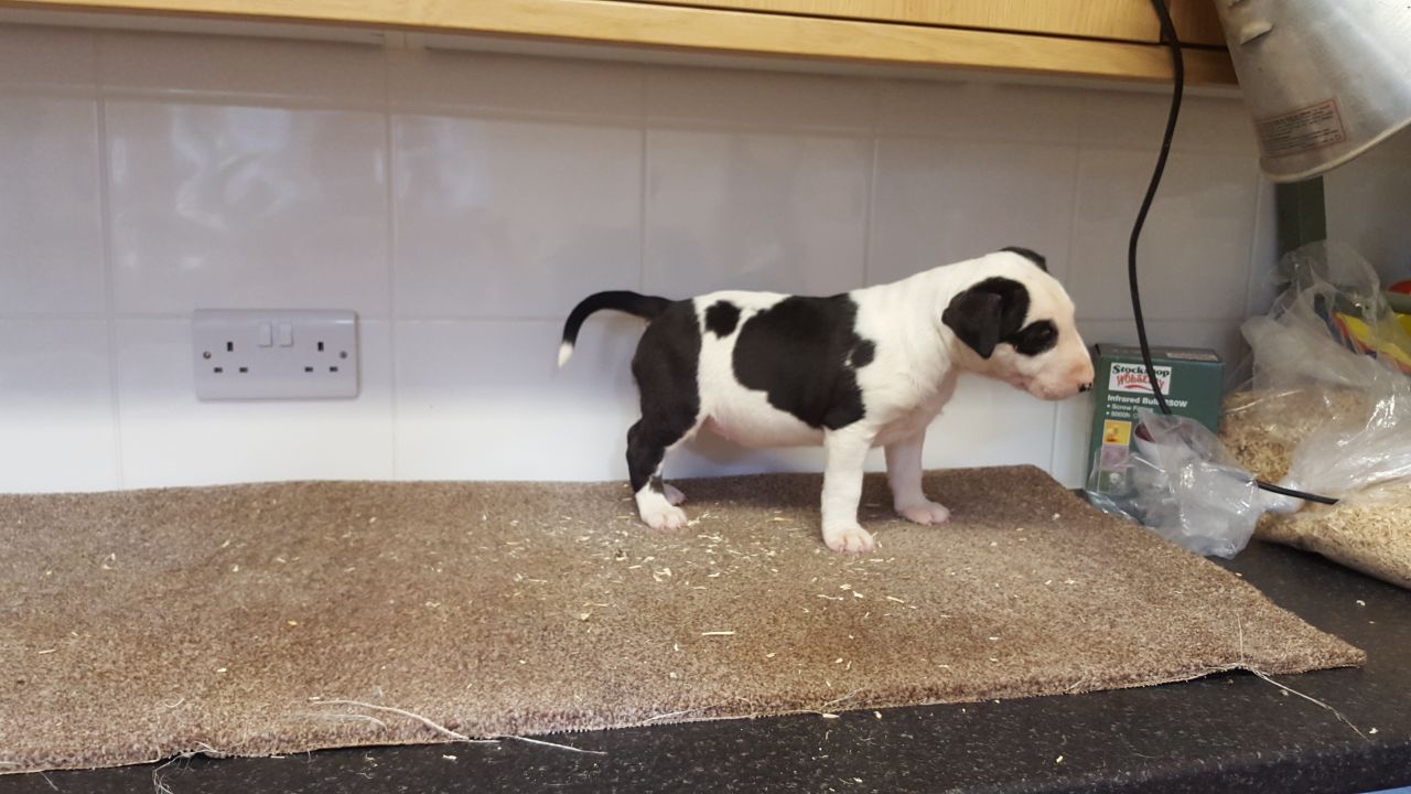 English Bull Terrier Pups Delivery Possible
