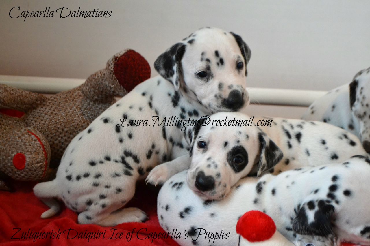** Capearlla Kennel Club Registered Dalmatian Puppies Have Arrived **