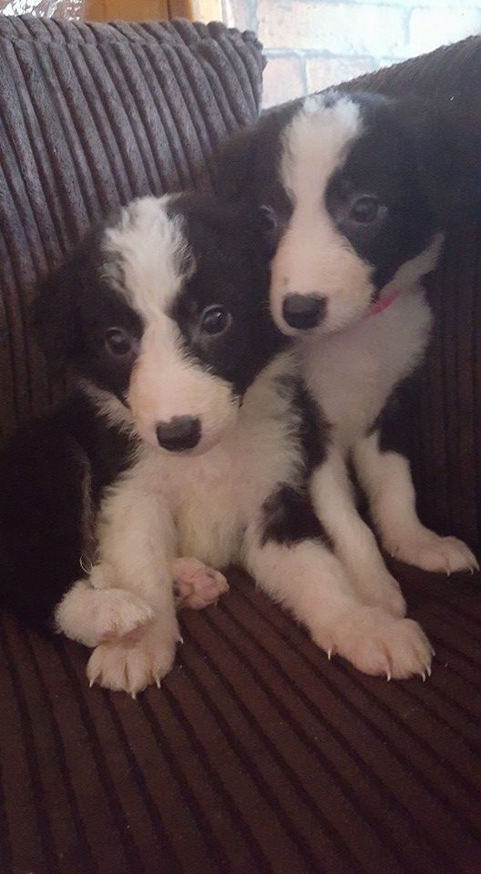 Border Collie Puppies Ready 