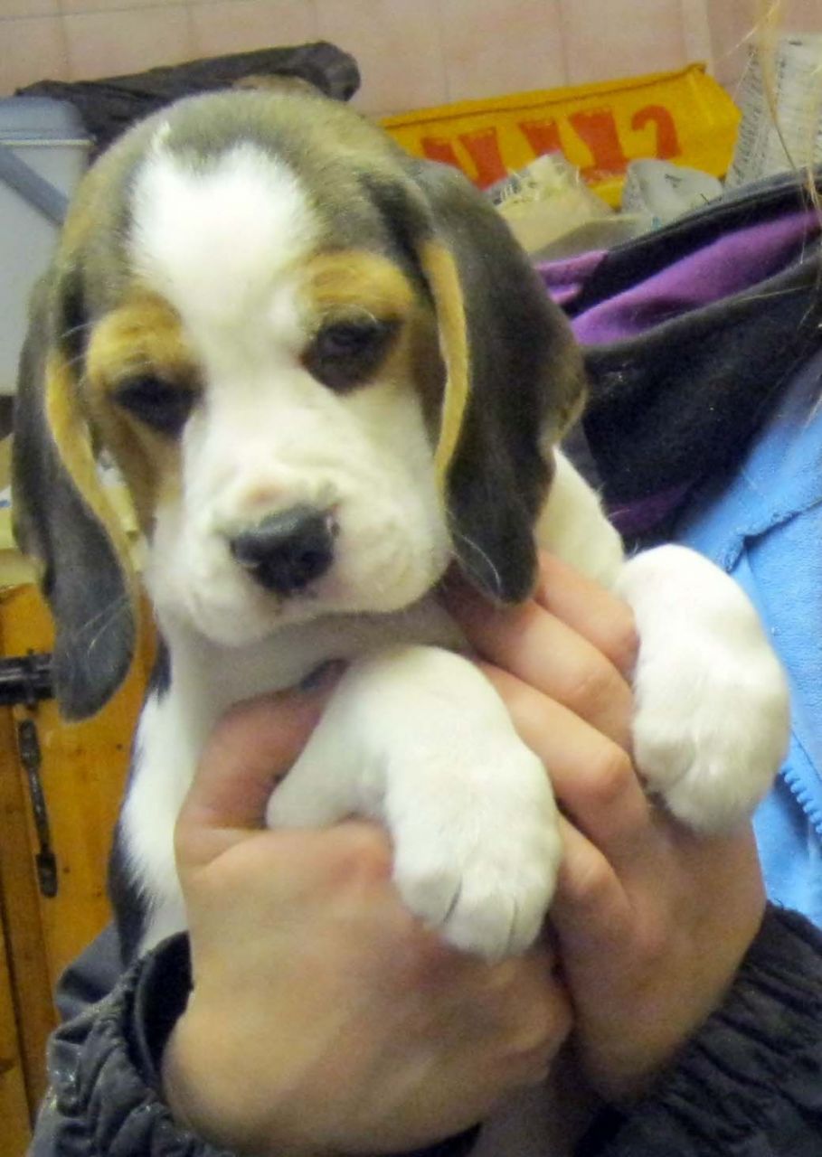 Beautiful Beagle Puppies Available