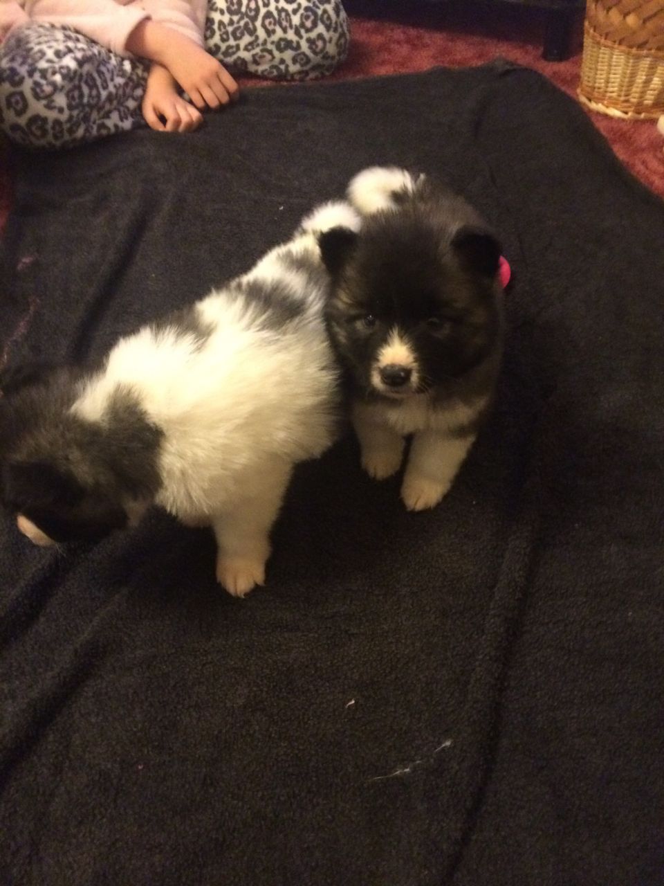 Full American Akita Pups-ready To Go Now