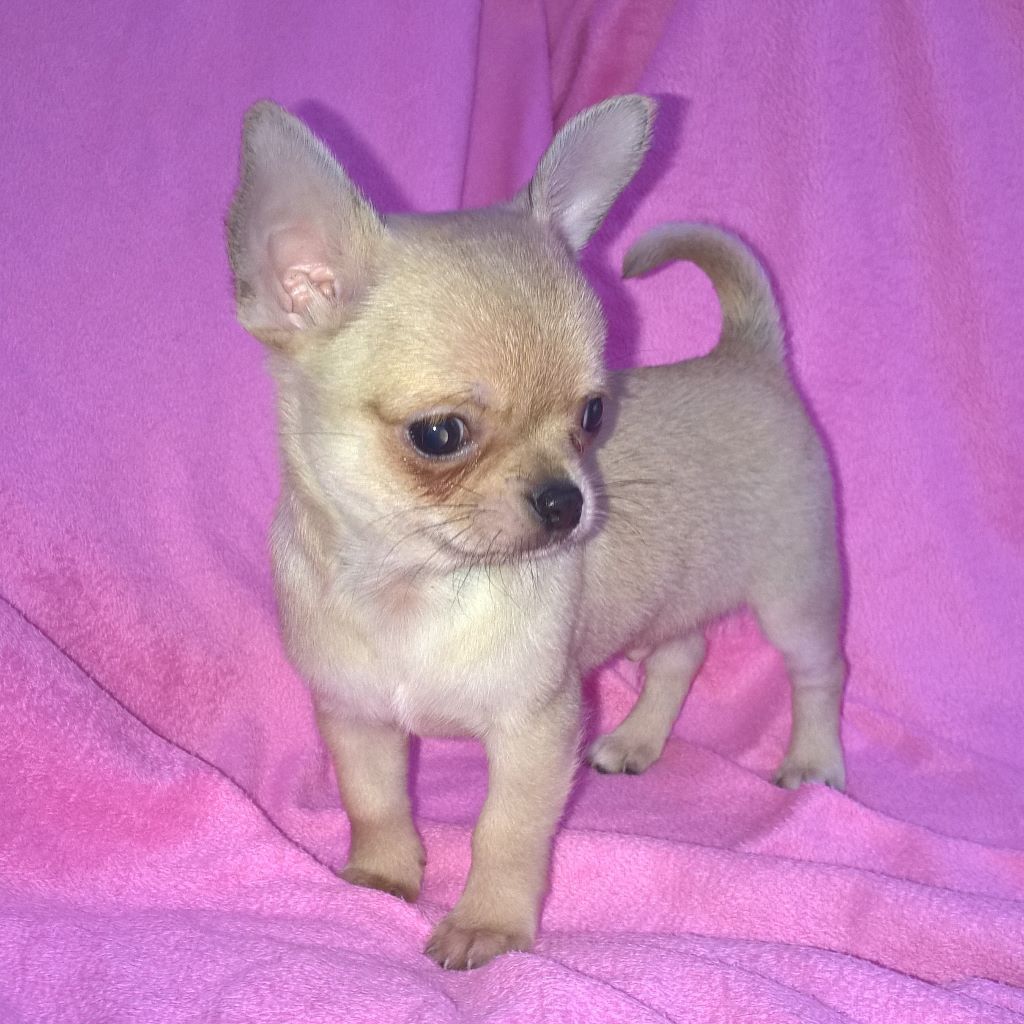 Available Male And Female Chihuahua puppies