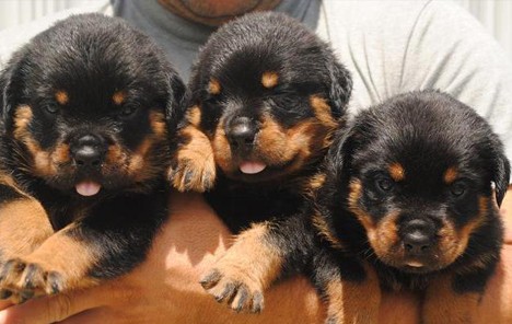 Rottweiler puppies for Free adoption