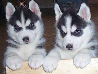 Gorgeous Blue Eyes Siberian Husky Puppies sale