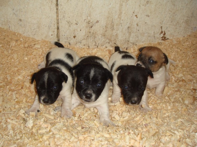 3 Tiny Beautiful Jack Russell Puppies 