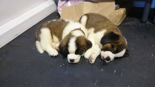 Pedigreee Saint Bernard Male Pups For Sale