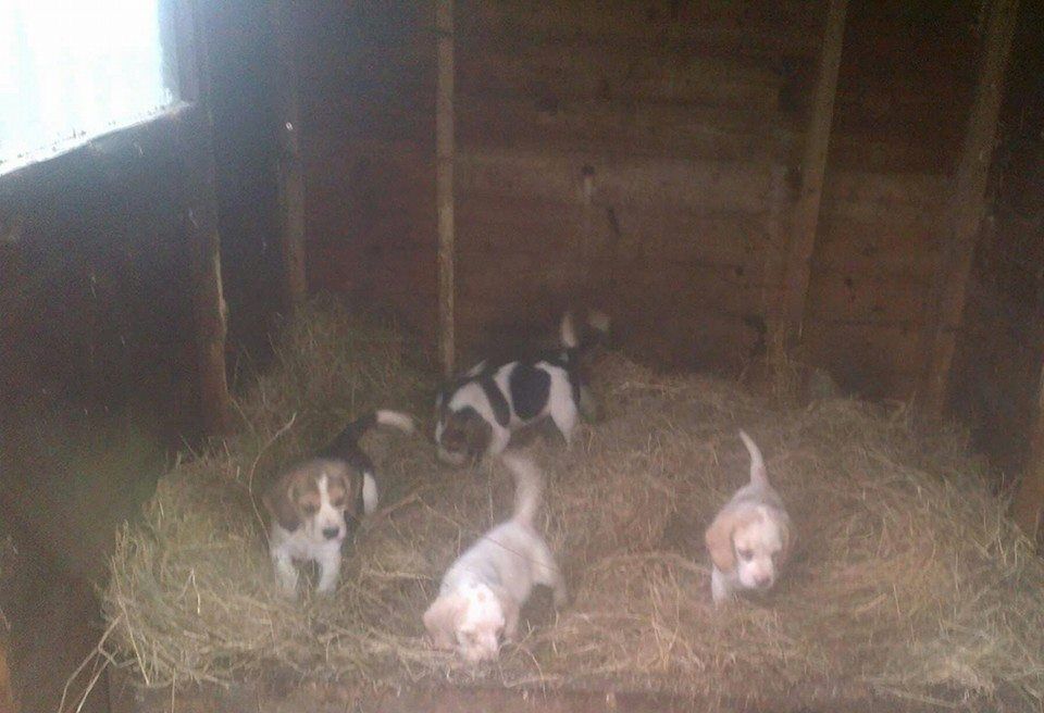 Kc Reg Beagle Puppies Available
