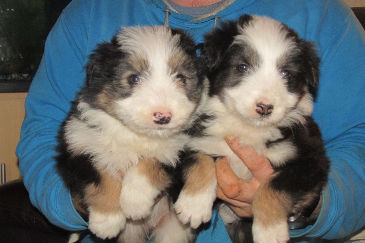 Stunning Bearded Collie Puppies Available