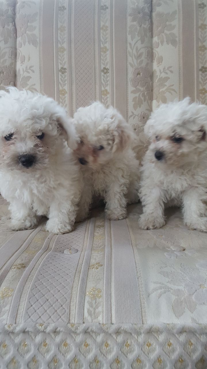 Stunning Bichon Frise Puppies  Available