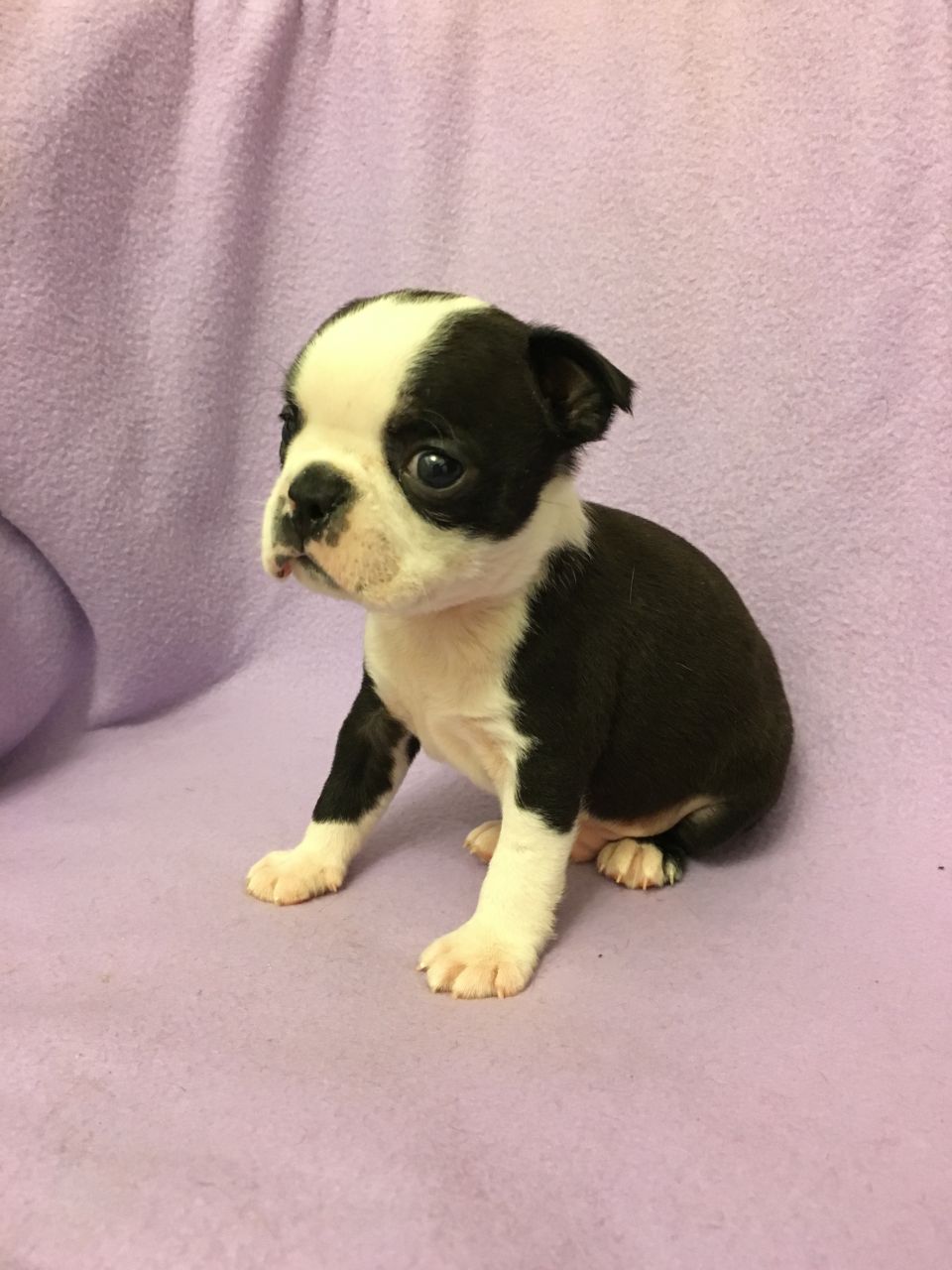 Kc Registered Boston Terrier Puppies, Ready Now
