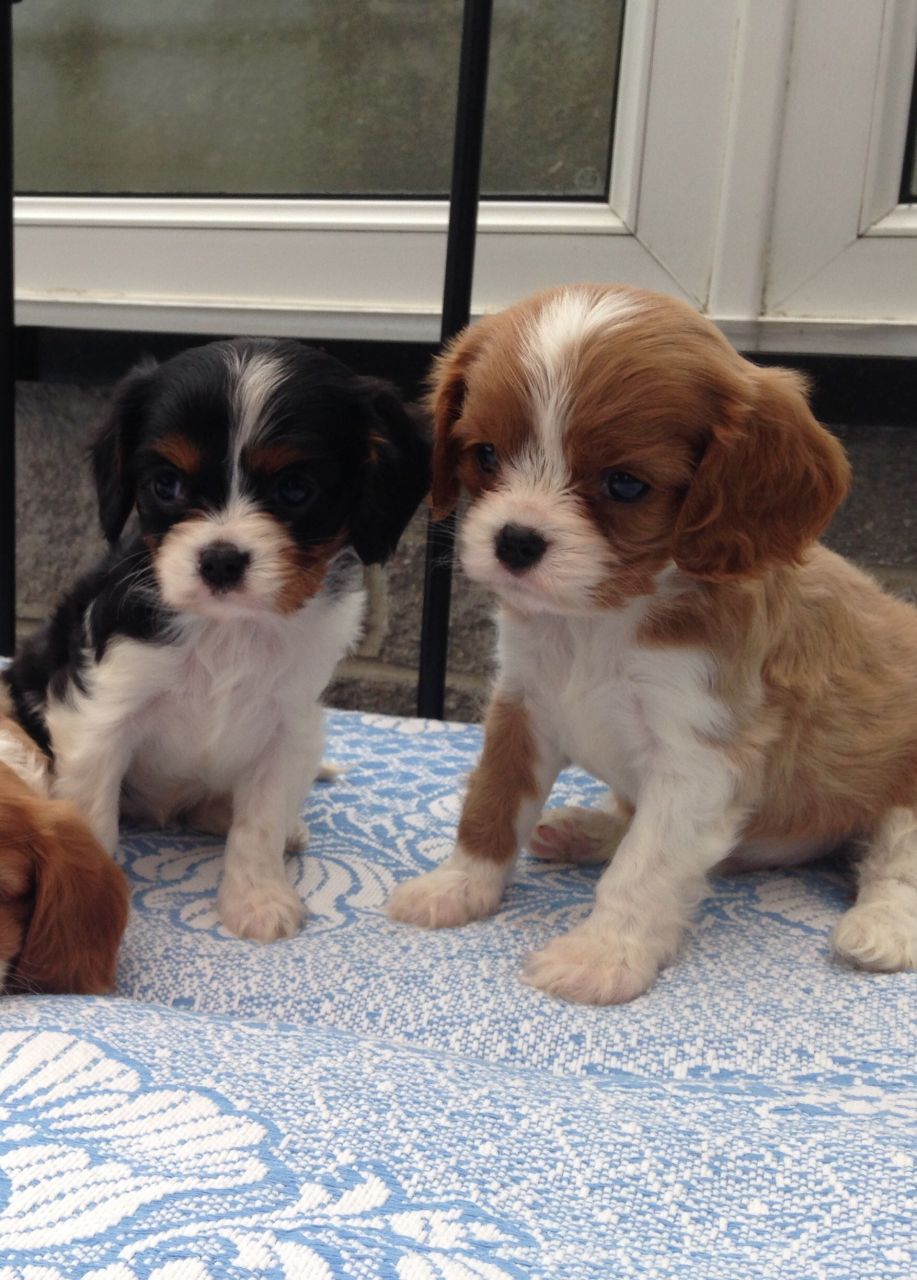 Cavalier King Charles Puppies Ready