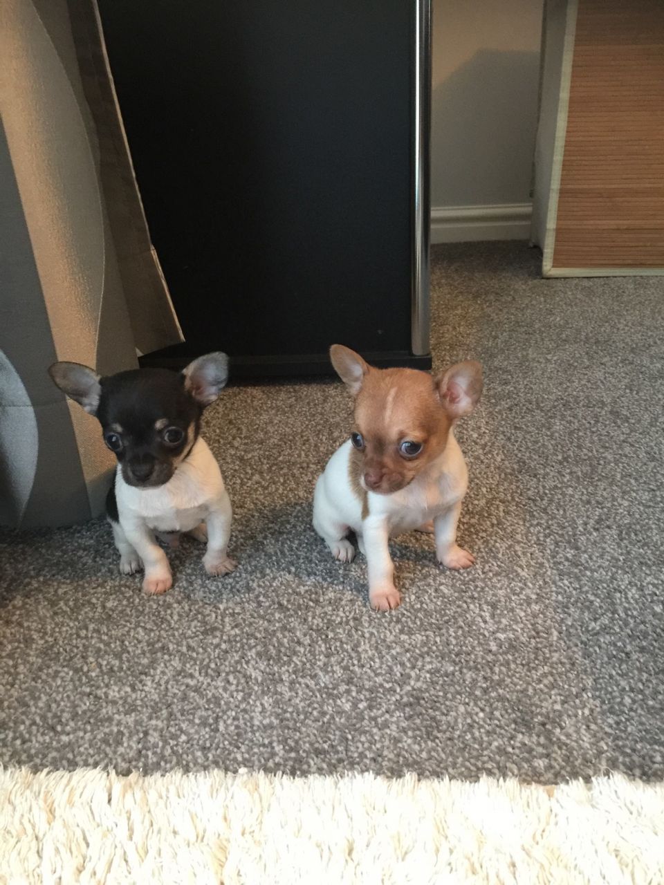 Chihuahua Teacup Puppies (smooth Coated)