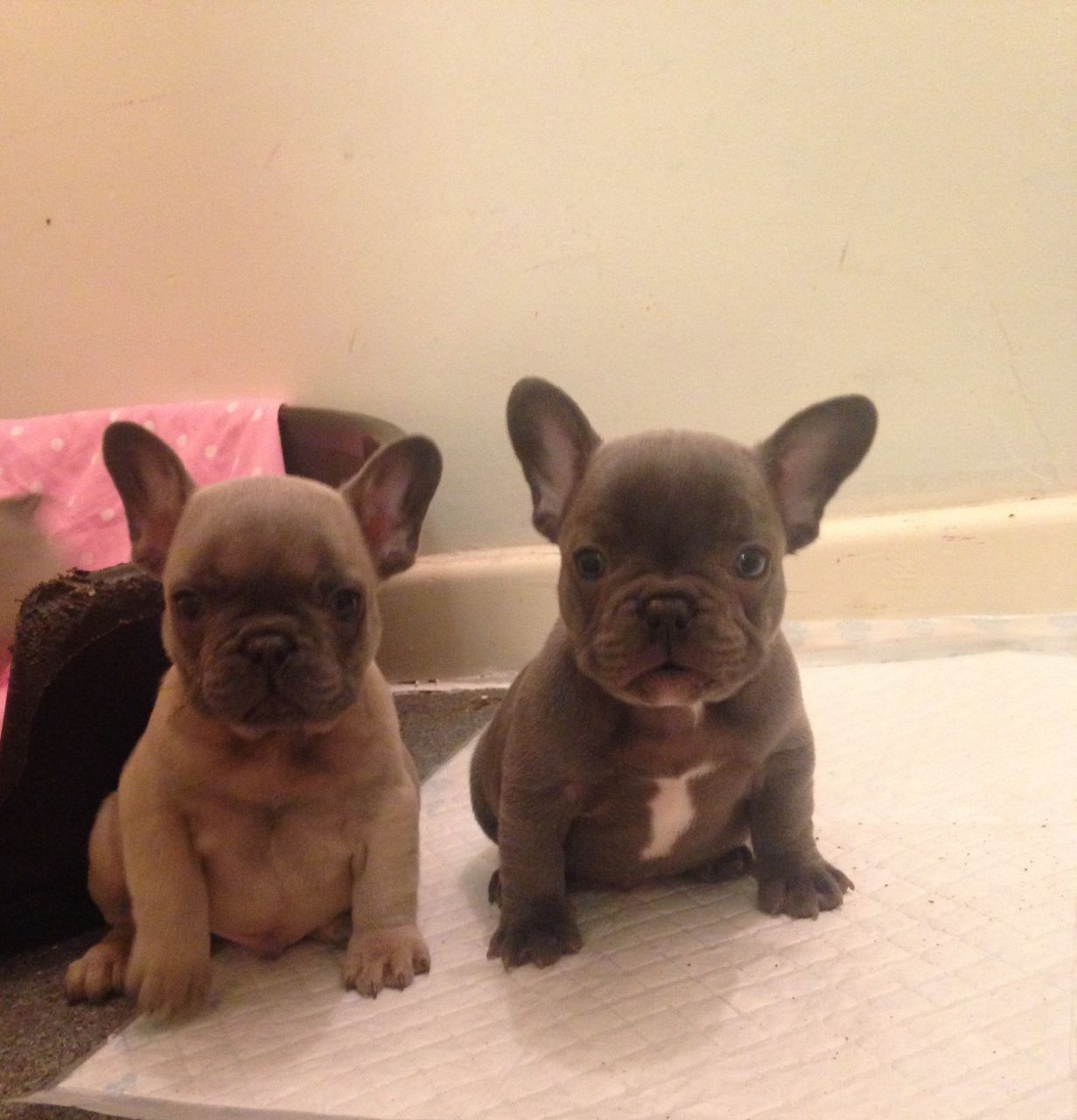 Quality Blue French Bulldogs  Puppies Available