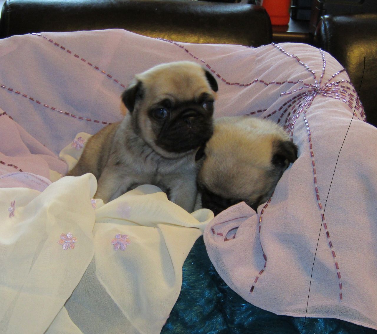 Beautiful Kc Pug Puppies Available