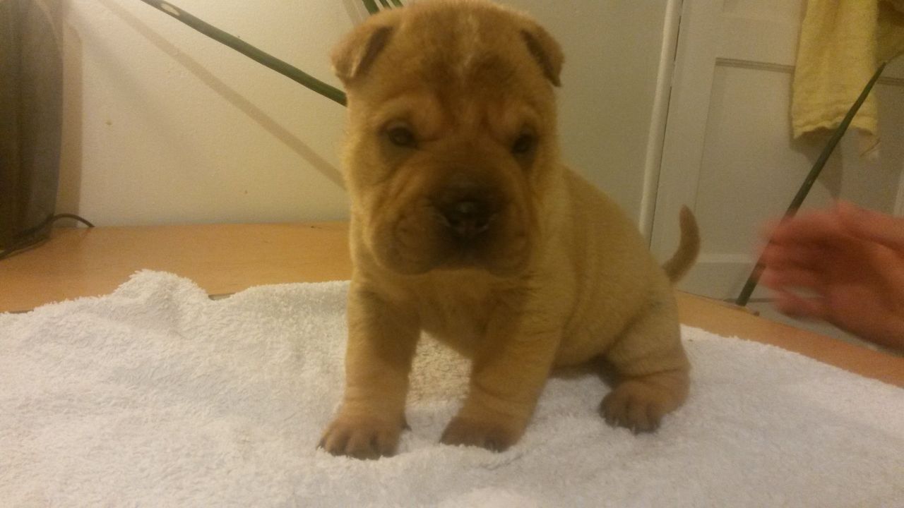 Kc Registered Shar Pei Puppies For Sale
