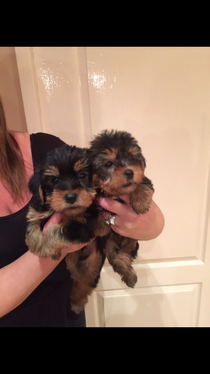 Yorkshire Terrier-miniture Puppies available    