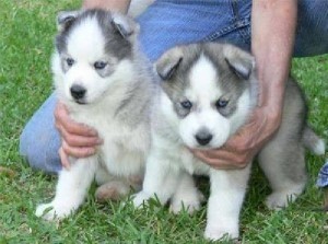 Home Raised Huskies for Adoption