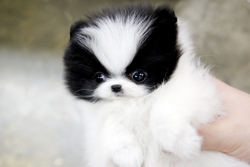 Male and Female Tiny Teacup Pomeranian Puppies 