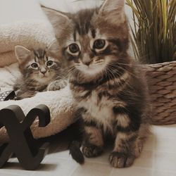 Nowaygan kittens. 