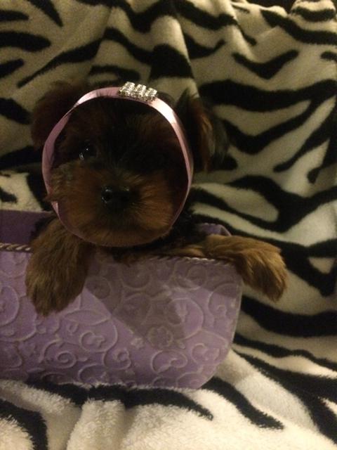 Yorkshire Terrier Puppies Are Here Now.
