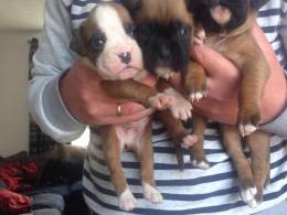 Boxer puppies boys and girls left
