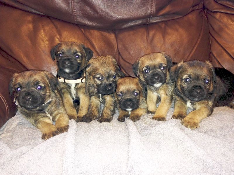 Border Terrier Puppies For Sale