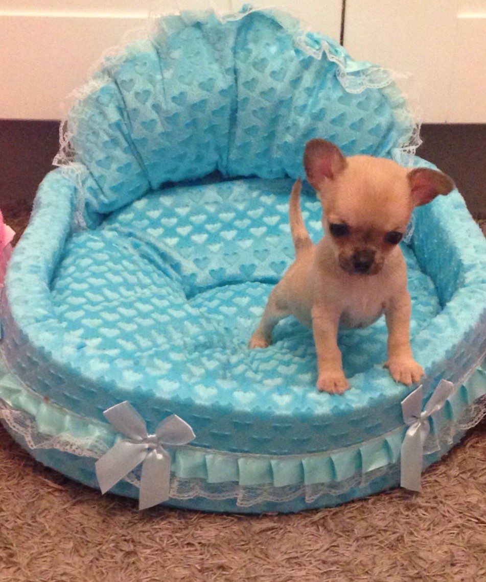 Gorgeous Chihuahua Puppies For Sale