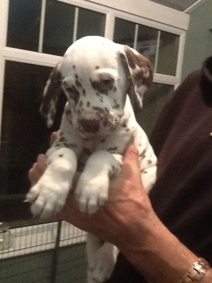 Quality Dalmatian Puppies For Sale