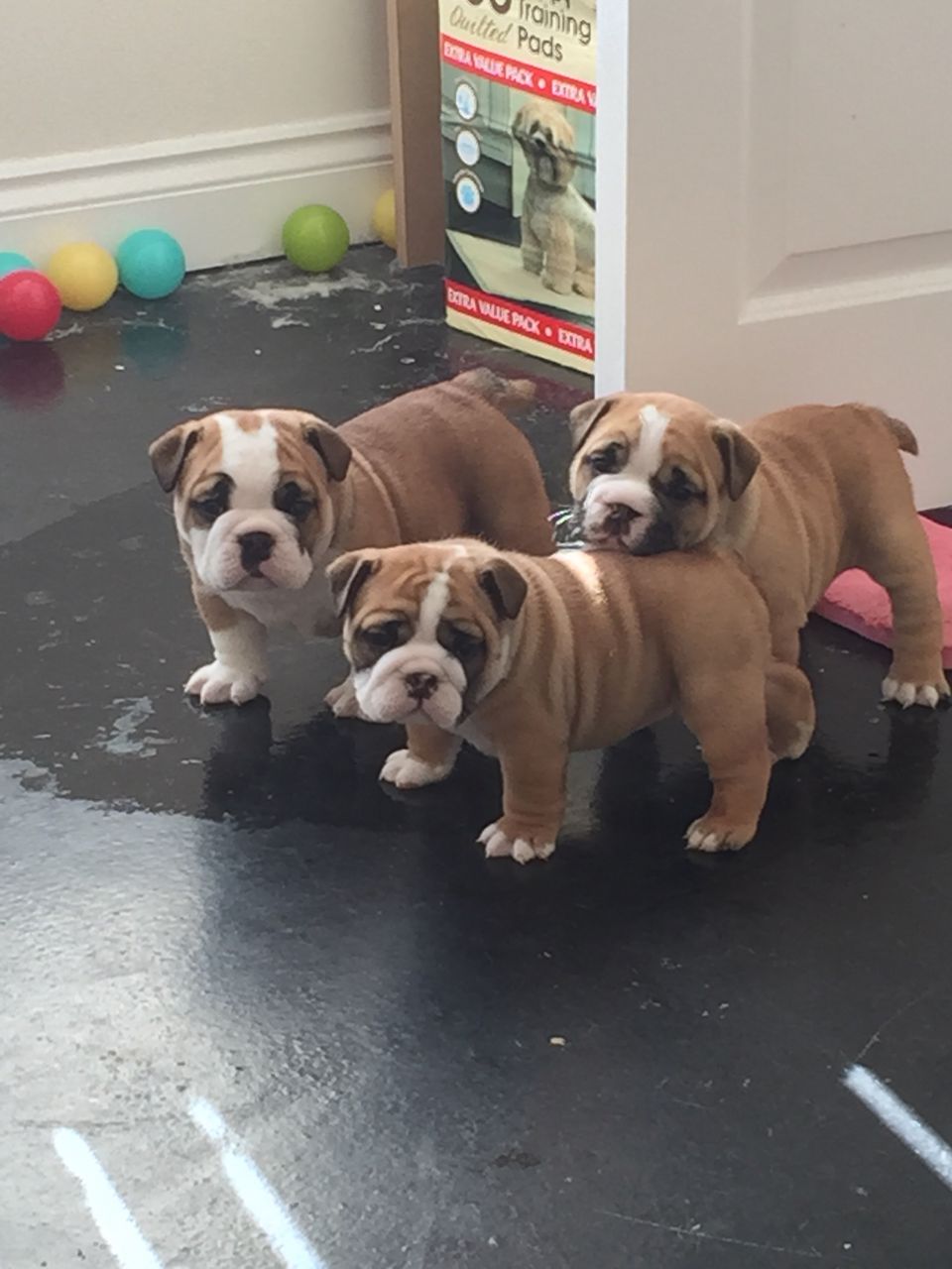 Beautiful Amazing English Bulldog Puppies For Sale