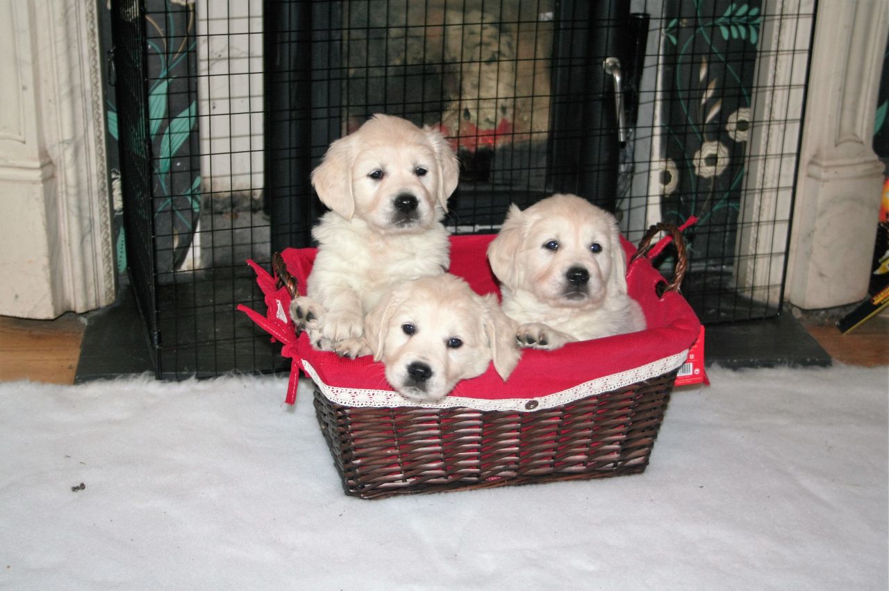 Golden Retriever Puppies Available for X Mass
