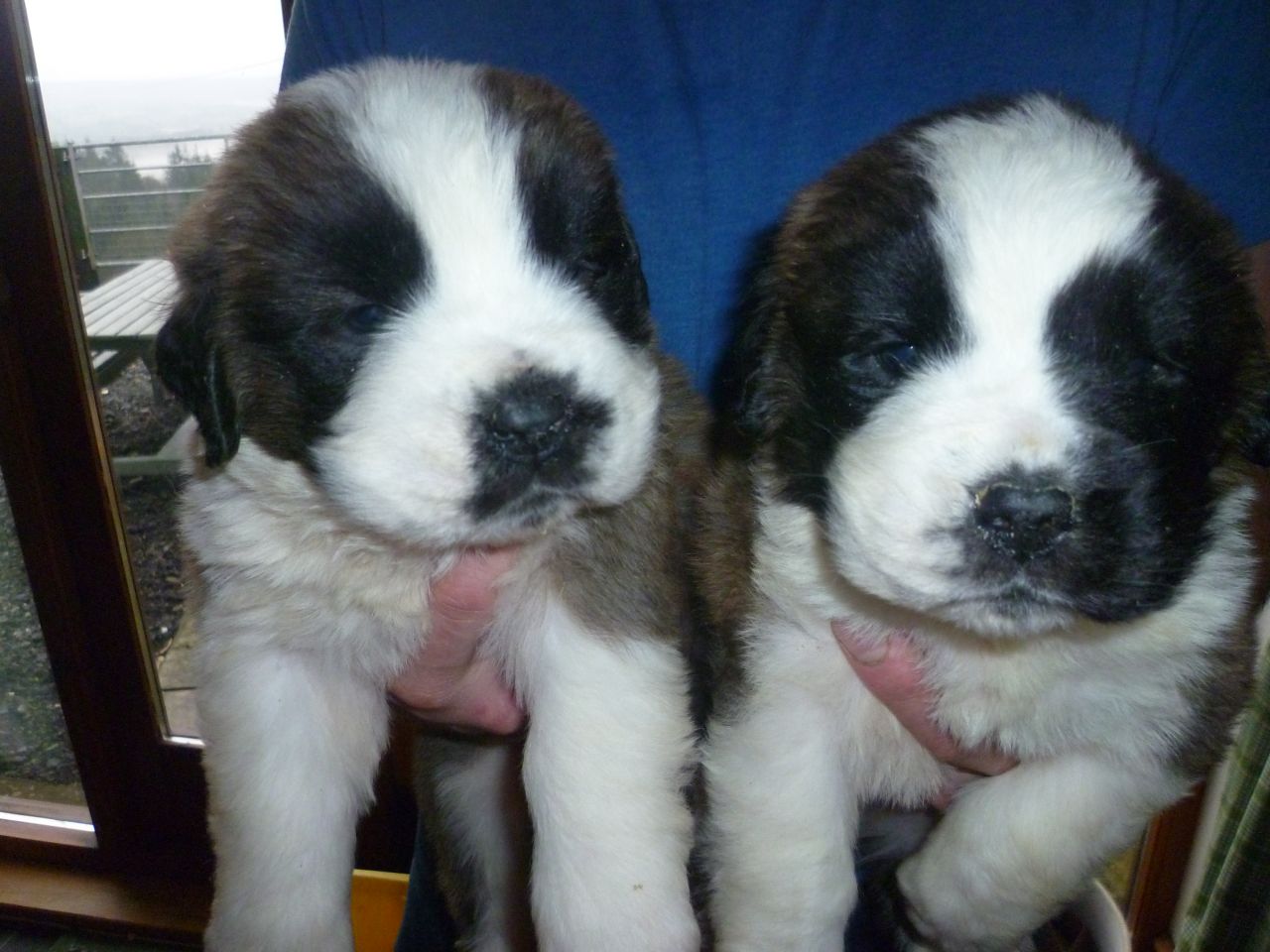 Top Quality Registered Saint Bernard Puppies
