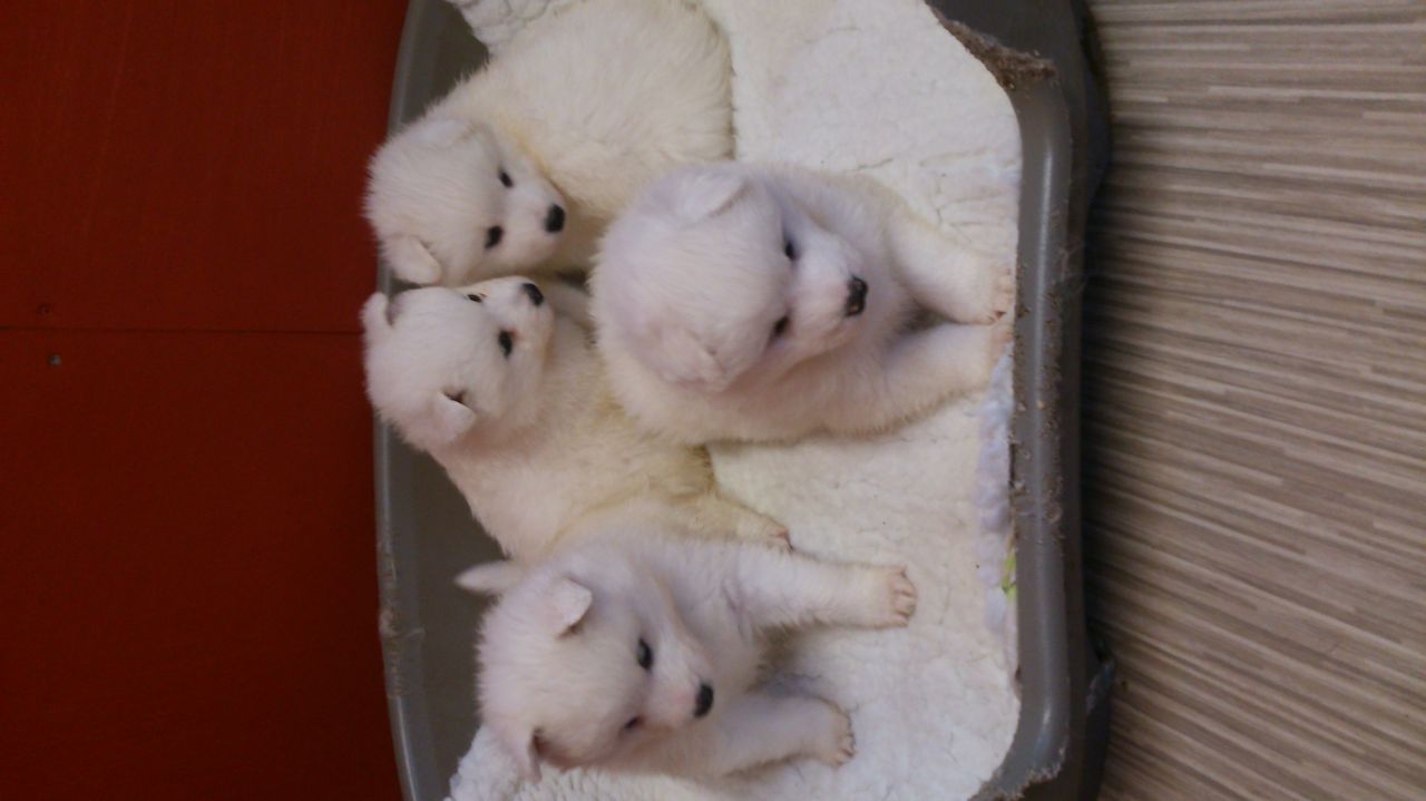 Top Quality Registered Samoyed Puppies