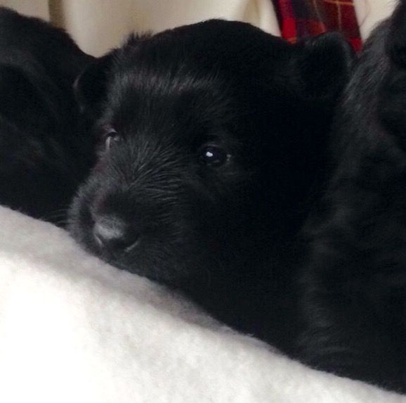 Black Scottish Terrier Puppies, The Real Mccoy!