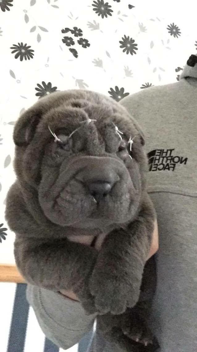 Adorable Sharpei Puppies For sale 