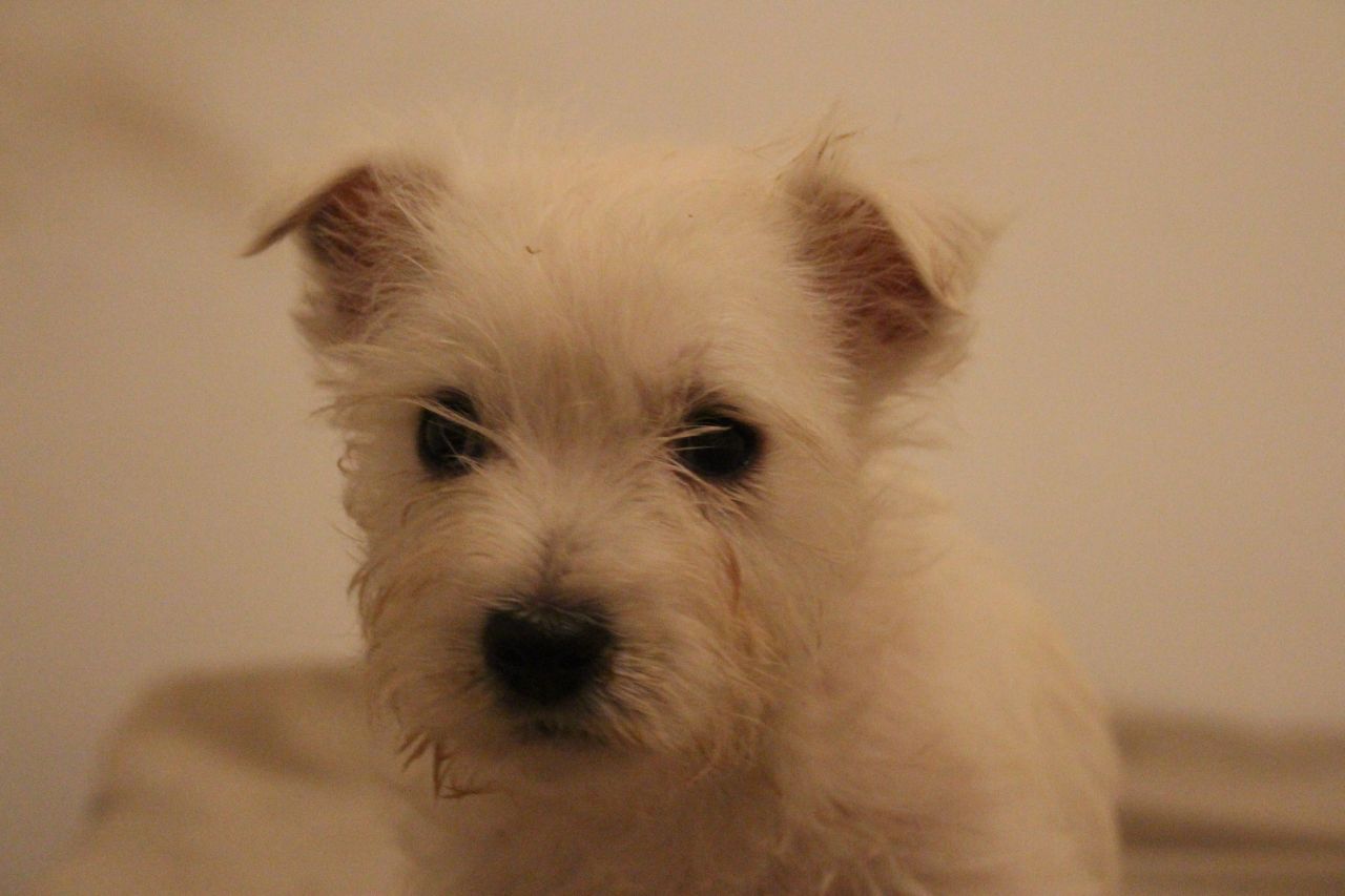 Cute West Highland White Terrier Pups For Sale