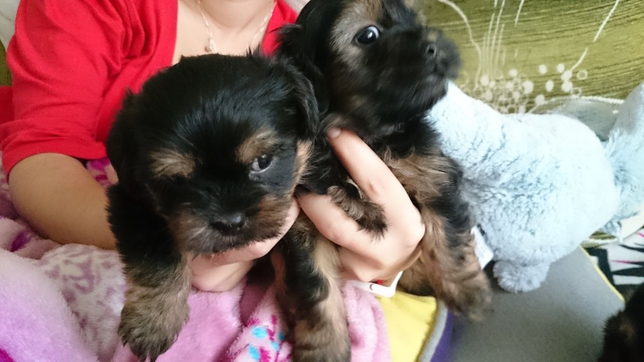 Cute and Adorable Yorkie Puppies  For Sale