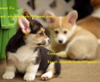 Well Trained Male and Female Corgi Puppies