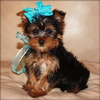 Cute Teacup Yorkies Puppies for Adoption