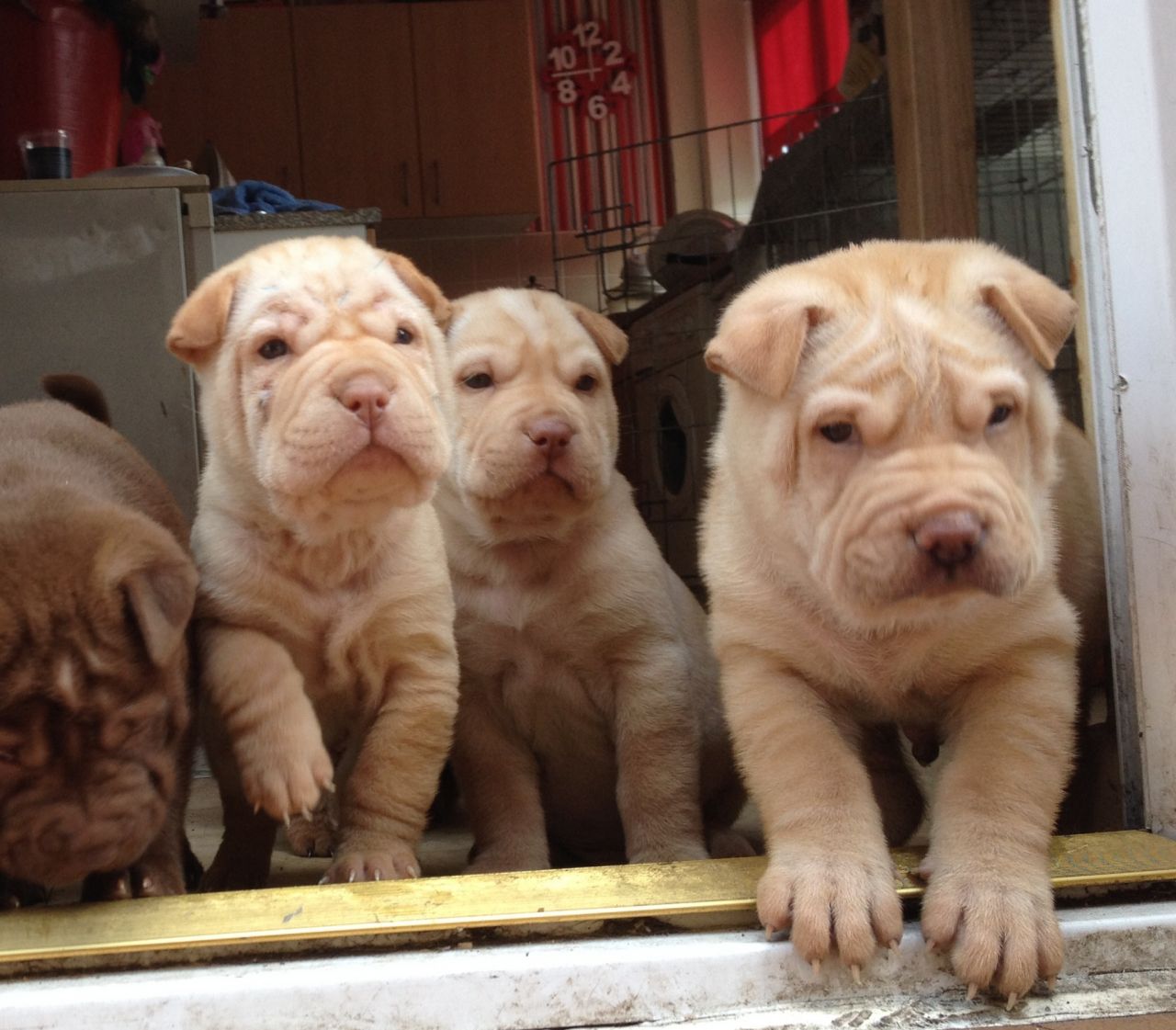 Shar Pei Pups 3 Males 1 Female Ready Now